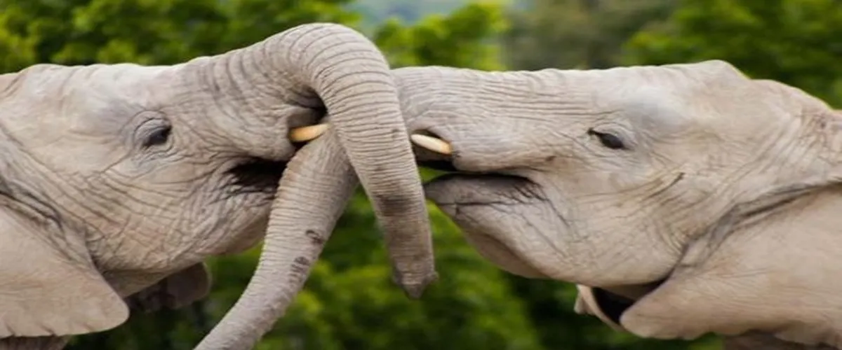 Foto 1 Africam Safari