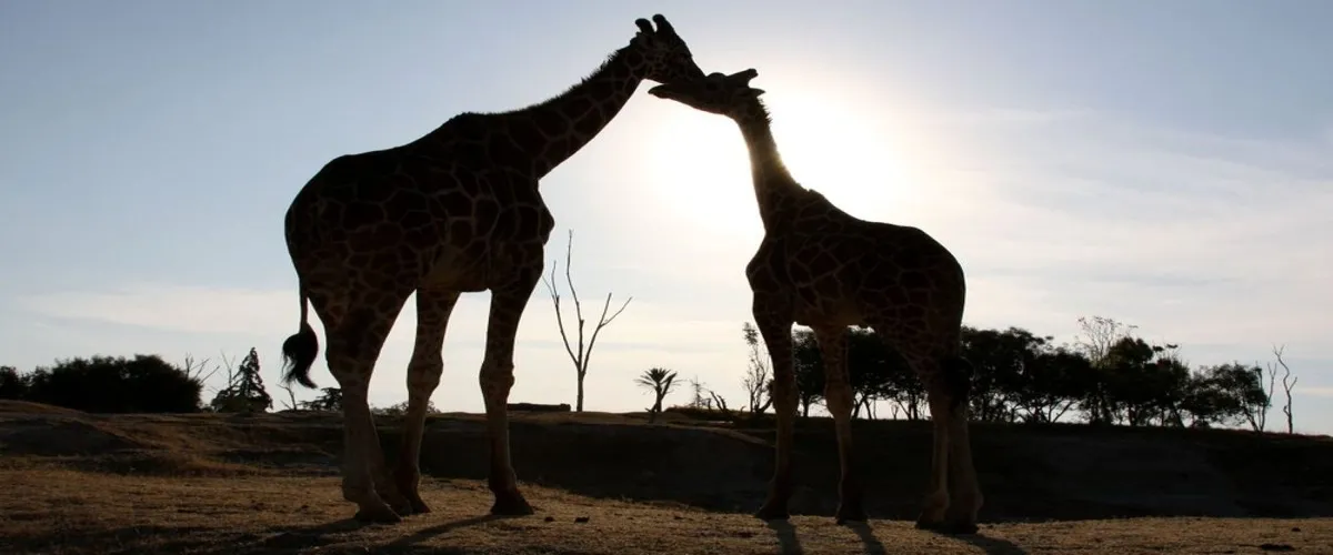 Foto 2 Africam Safari