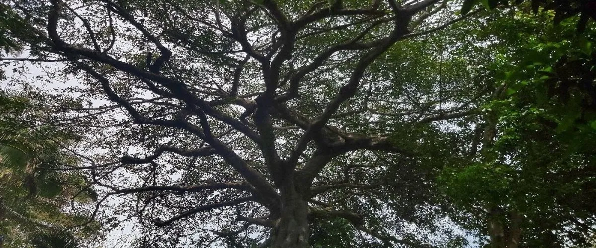 Foto 2 Cascadas Palo Maria