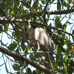 Foto de Estero El Salado