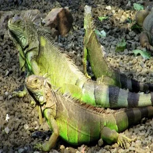 Foto de Iguanario Archundia