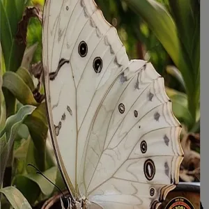 Foto de Mariposario Jardin Magico