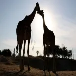 Foto 2 Africam Safari