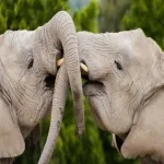 Foto 3 Africam Safari