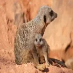 Foto 4 Africam Safari