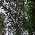 Foto 2 Cascadas Palo Maria