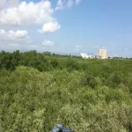 Foto 5 Estero El Salado