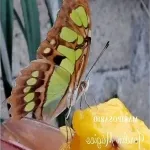 Foto 3 Mariposario Jardin Magico