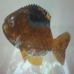 Foto 4 Museo del Ámbar