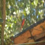 Foto 4 Rancho Mi Abuelo