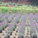 Foto 1 Rancho San Martin Lavanda