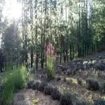 Foto 2 Rancho San Martin Lavanda